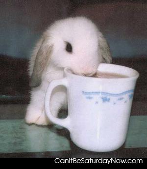 Bunny thirsty - this bunny is thirsty for coffee